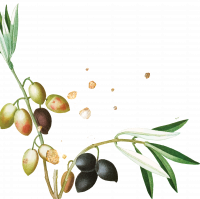 olive gauche Oren